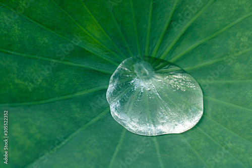 Lotus effect, water droplet on the surface of a lotus leaf photo