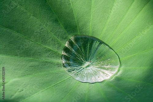 Lotus effect, water droplet on the surface of a lotus leaf photo