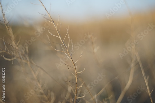 Dry grass in autumn blurred field at sunny sunset, natural background.