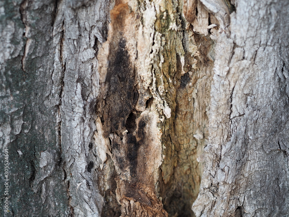bark and textured background of an ancient tree bark and textured background of an ancient tree
