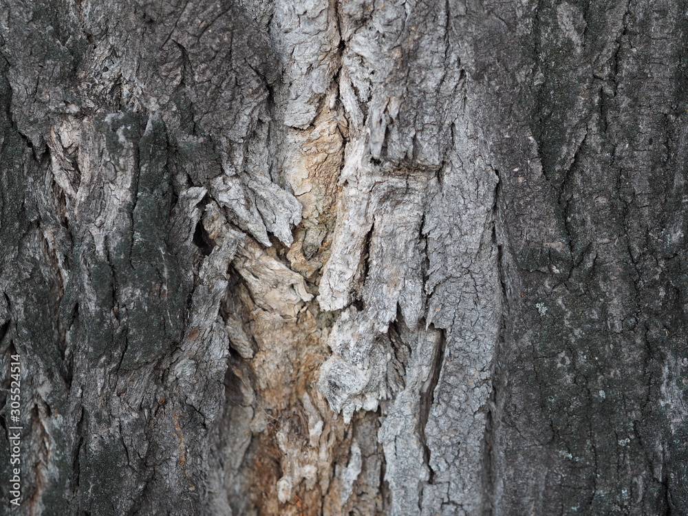bark and textured background of an ancient tree bark and textured background of an ancient tree