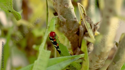 Pseudosphinx Caterpillar eating leaf alone photo