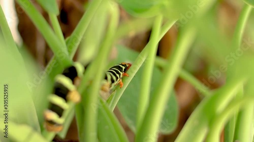 Pseudosphinx Caterpillar walking in the grass photo