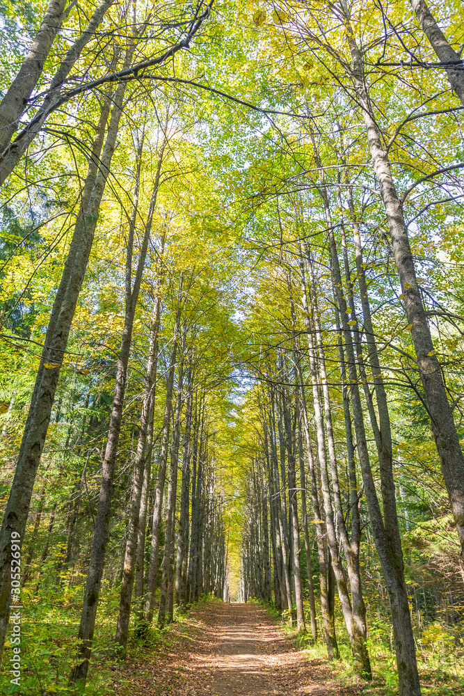 Fototapeta premium narrow road in a park with tall trees