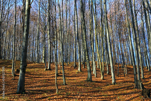 Fototapeta Naklejka Na Ścianę i Meble -  leafless beech trees in forest