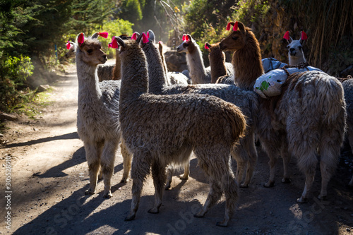 Obraz na płótnie Llamas on the trekking route from Lares in the Andes. w salonie