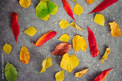 Top view of autumn leaves on gray background