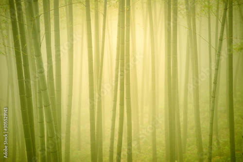 Bamboo forest abstract green background