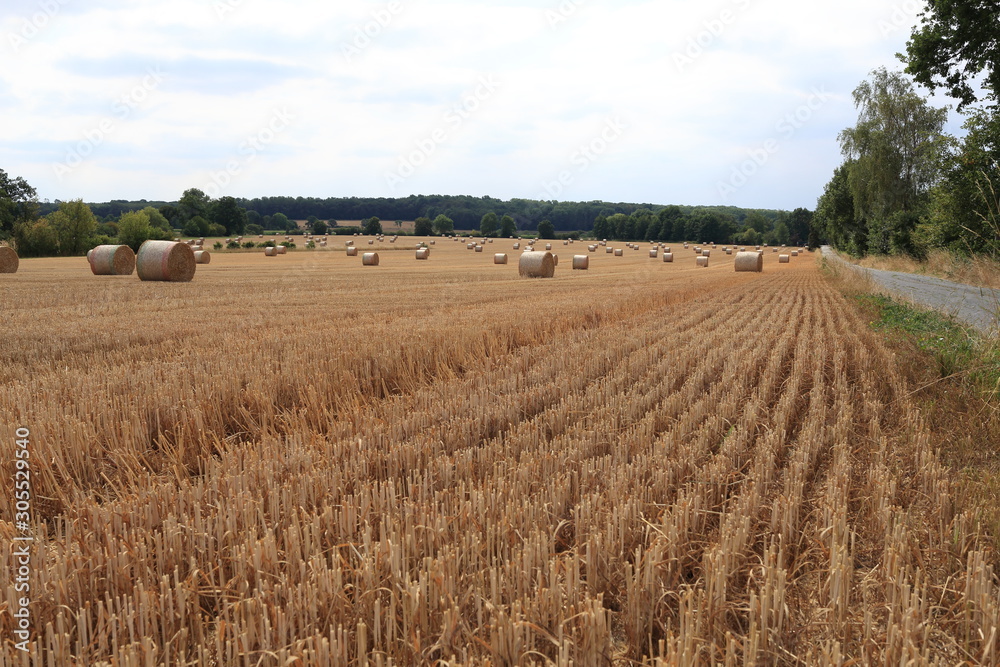 field with hay bales of straw