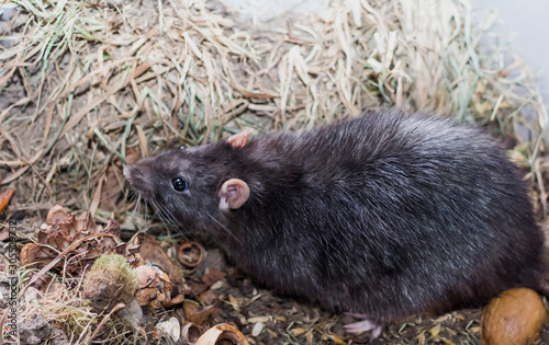 a gray rat sits among his supplies in the dry grass in his enclosure