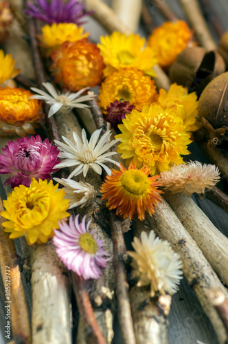 Xerochrysum bracteatum and Xeranthemum annuum dried flowers in bloom, flowering colorful decoration on wood photo