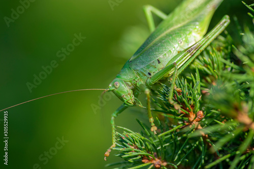 Tettigonia viridissima female sitting on the needles branches, great green bush-cricket beautiful animal posing in daylight