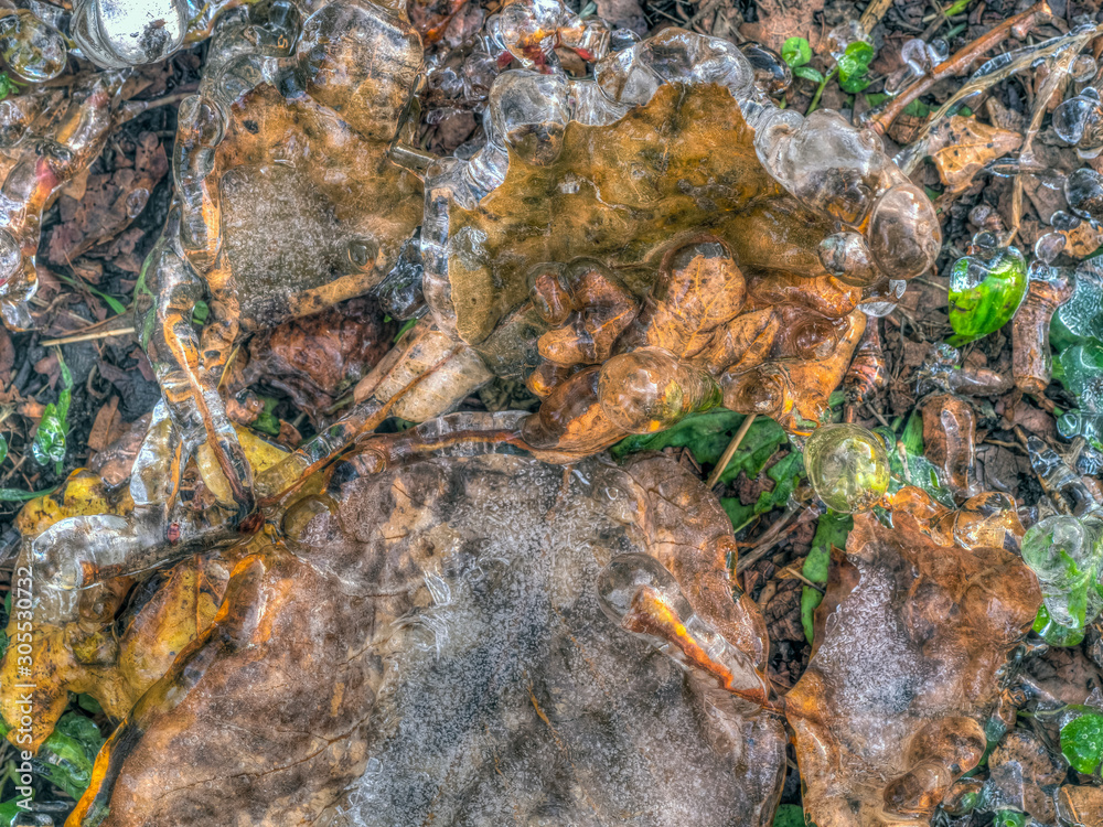 Obraz premium Autumn leaves in forest frozen in ice