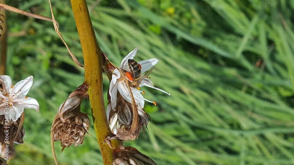 Fototapeta premium Honeybee