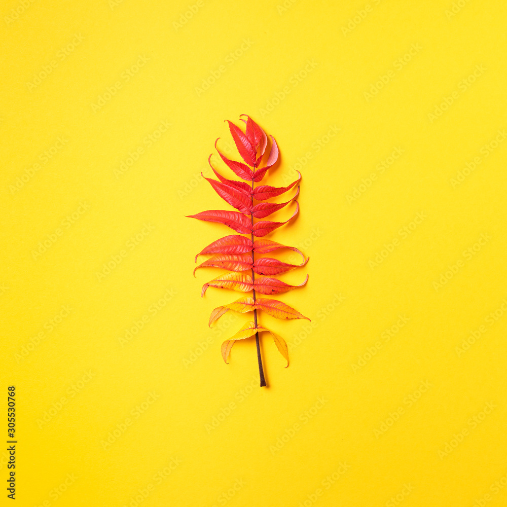 Red, green and yellow autumn tree leaves over yellow background. Top view. Copy space. Branch of Staghorn Sumac tree with multicolored leaves Red, green and yellow autumn tree leaves over yellow background. Top view. Copy space. Branch of Staghorn Sumac tree with multicolored leaves