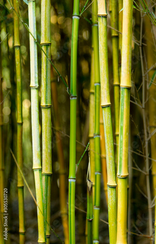 background with natural bamboo pattern