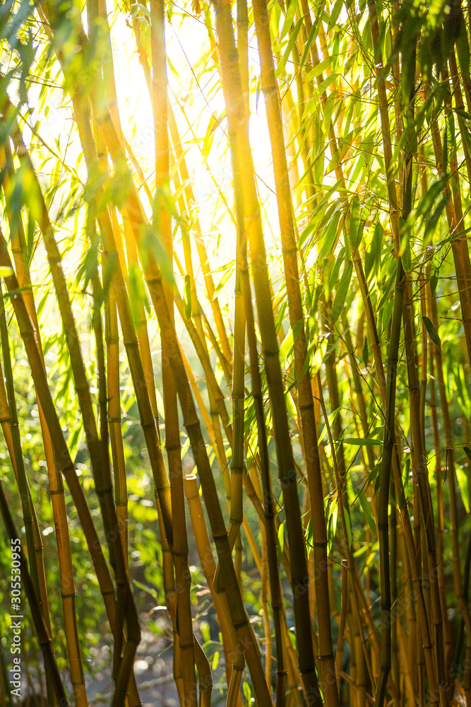 Fototapeta premium background with natural bamboo pattern