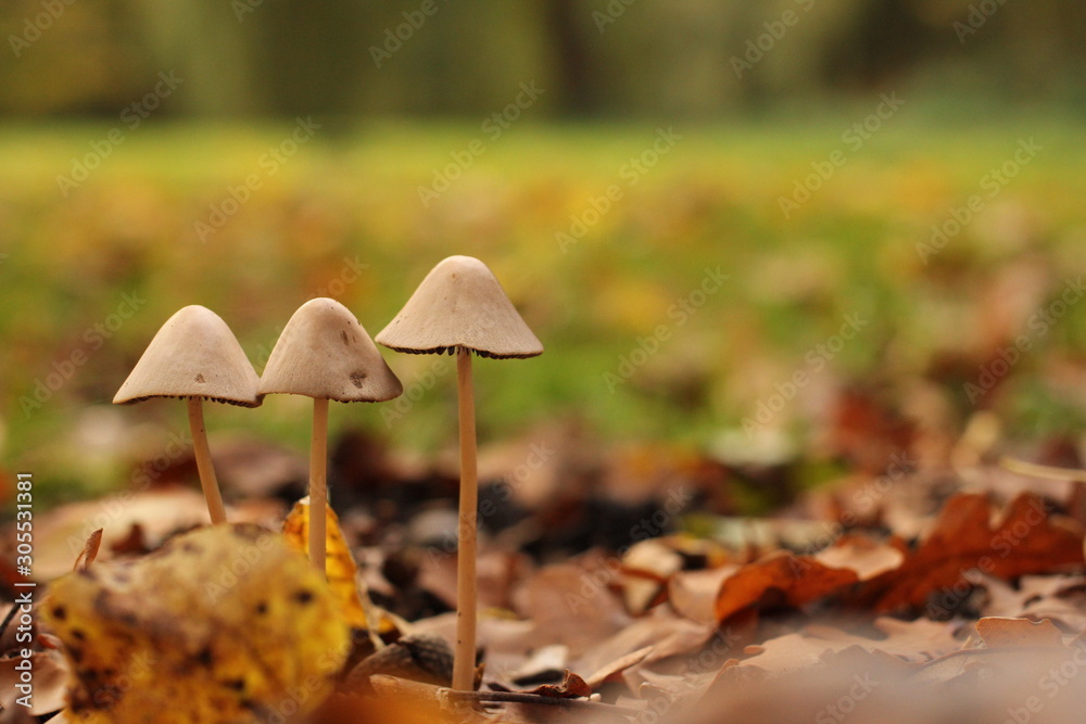 a group of three little fungi in the forest and a green background in the forest a group of three little fungi in the forest and a green background in the forest