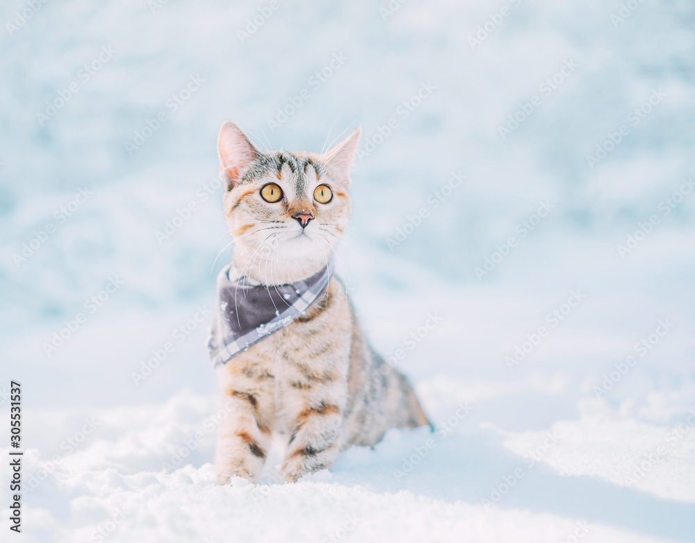 Tabby red cat sitting in snowdrift in winter.