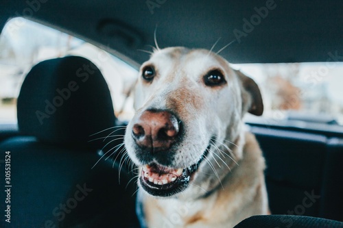 Happy Yellow Lab Looking At Camera In Car © BMaine92