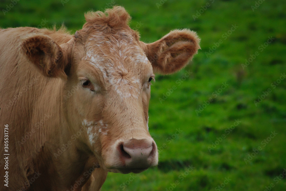 2016-09-22 A LONE COW IN A FIELD