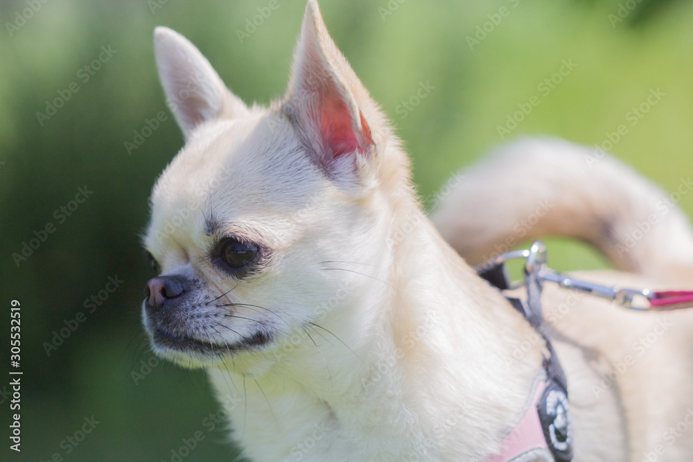 profilo di cagnolino chihuahua a pelo corto