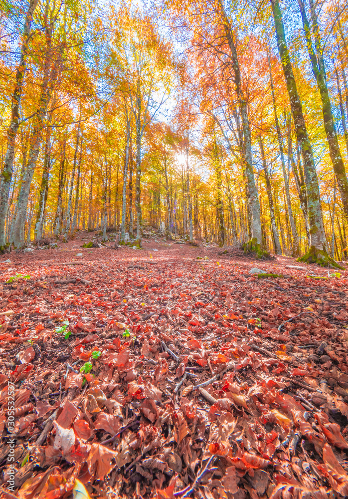 National Park of Abruzzo, Lazio and Molise (Italy) - The autumn with foliage in the italian mountain natural reserve, with little towns, wild animals like deer, Barrea Lake, Camosciara, Forca d'Acero