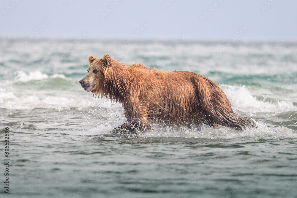 Ruling the landscape, brown bears of Kamchatka (Ursus arctos beringianus) Ruling the landscape, brown bears of Kamchatka (Ursus arctos beringianus)