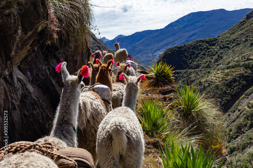 Trekking with llamas on the route from Lares in the Andes. photo