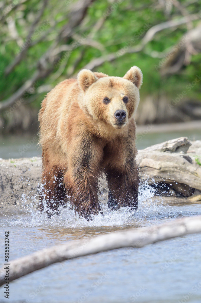 Obraz premium Ruling the landscape, brown bears of Kamchatka (Ursus arctos beringianus)