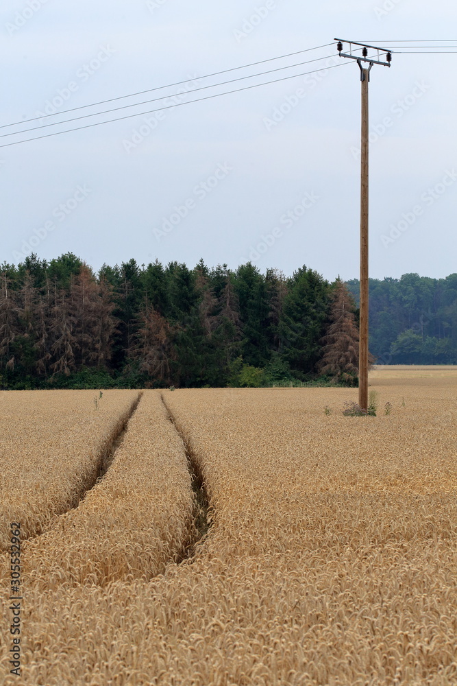 track in cornfield