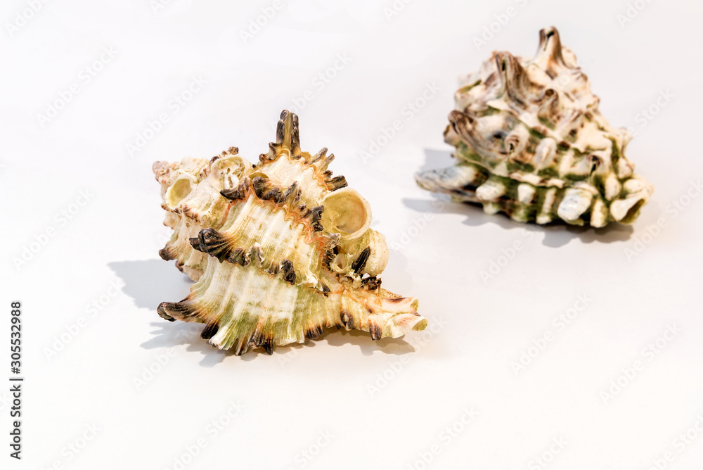 Sea shells on white background, closeup.