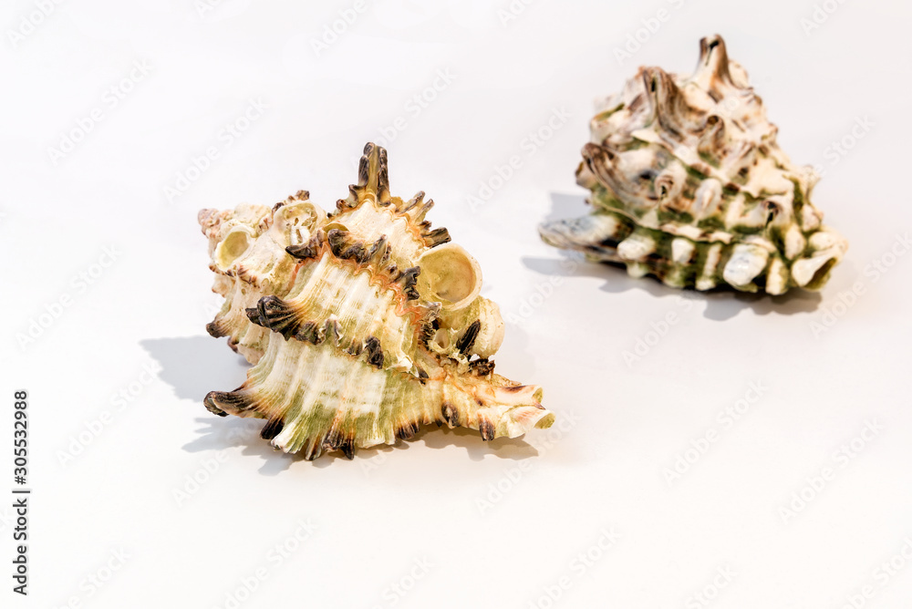 Sea shells on white background, closeup. Sea shells on white background, closeup.