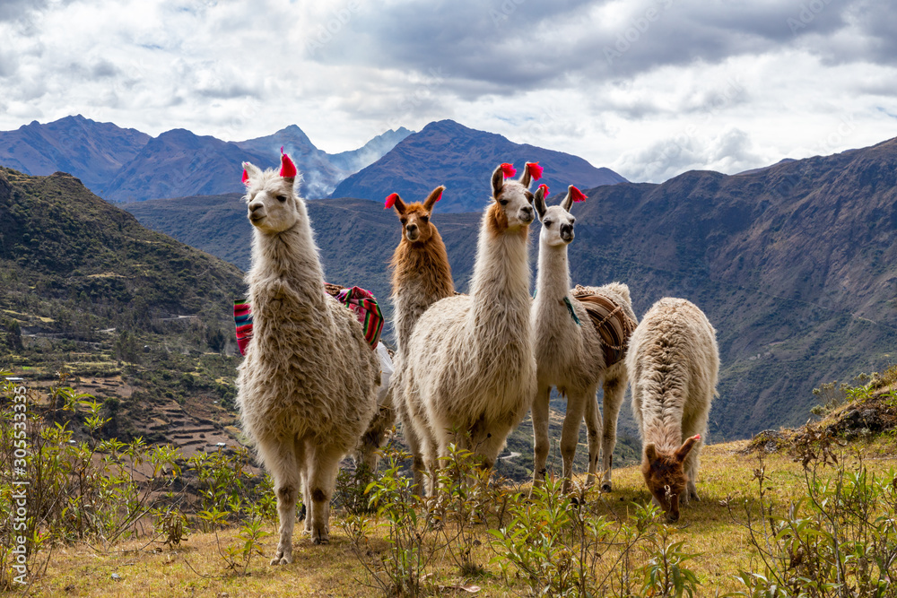 Llamas on the trekking route from Lares in the Andes. Stock Photo