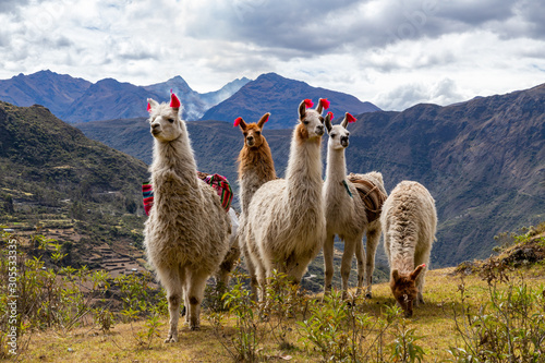Canvas Print Llamas on the trekking route from Lares in the Andes.