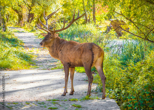 National Park of Abruzzo, Lazio and Molise (Italy) - The autumn with foliage in the italian mountain natural reserve, with little towns, wild animals like deer, Barrea Lake, Camosciara, Forca d'Acero