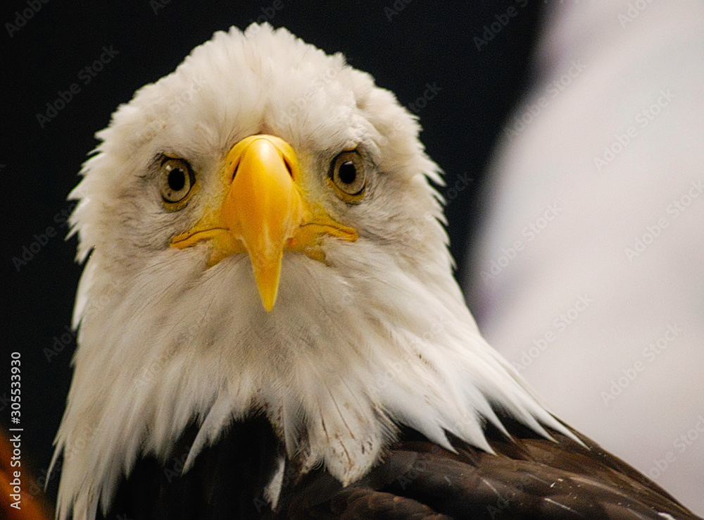 Obraz premium 2014-09-18 BALD EAGLE FACING FRONT STARING