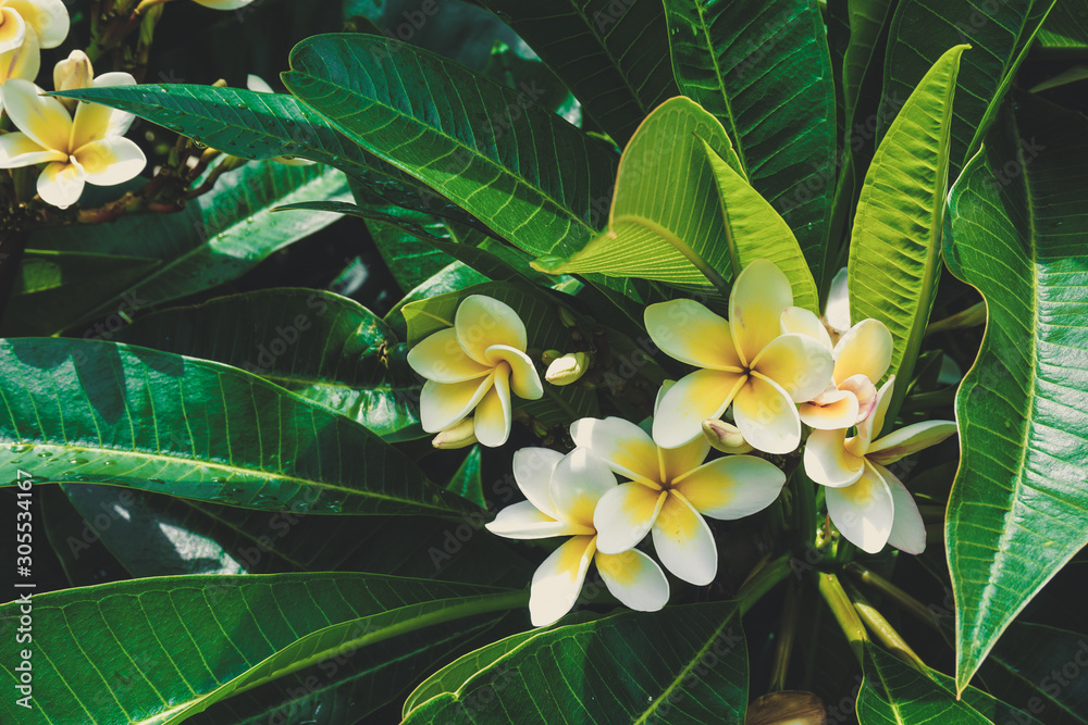 Beautiful white plumeria or frangipani flowers blooming on a tree. Beautiful white plumeria or frangipani flowers blooming on a tree.