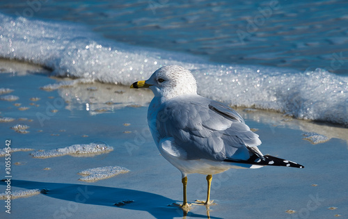 2018-12-17 SEAGULL IN THE SURF IN THE ATLANTIC OCEAN 2 photo