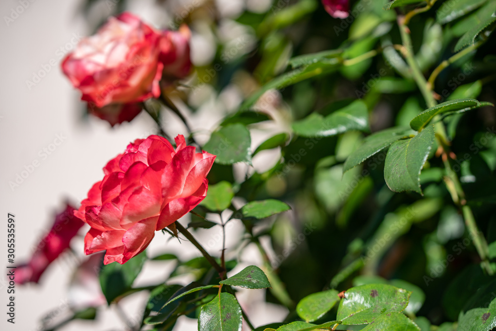 Close up of beautiful garden roses with green leaves Close up of beautiful garden roses with green leaves
