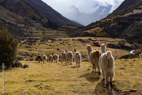Trekking with llamas on the route from Lares in the Andes. photo