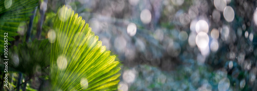 Tropical palm leaf in a rain shower in wet season