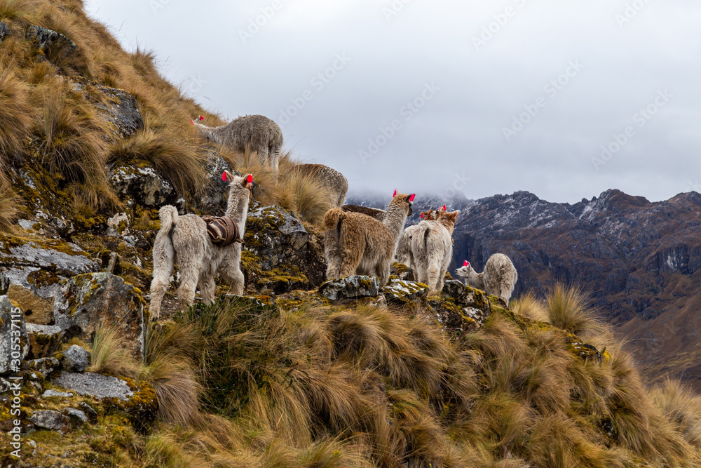 Trekking with llamas on the route from Lares in the Andes.
