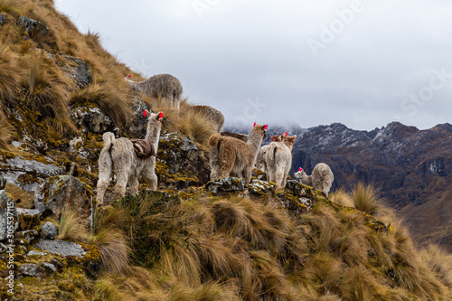 Obraz na płótnie Trekking with llamas on the route from Lares in the Andes. w salonie