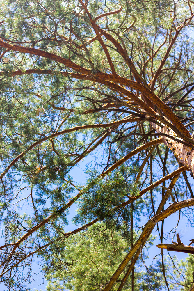 Fototapeta premium tall pine tree against a blue sky bottom view branches go into perspective