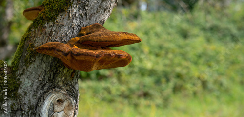 Close up of a tree with old bark and moss and special tree mushroom in green nature