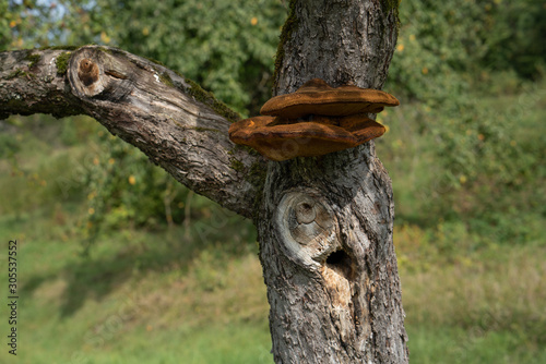 Close up of a tree with old bark and moss and special tree mushroom in green nature