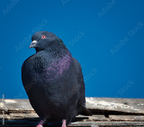 2019-10-08 PIEGON ON A ROOFTOP IN LA JOLLA CALIFORNIA photo