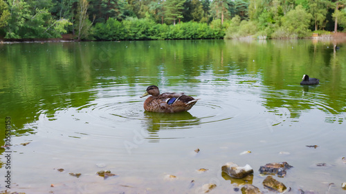 A brown duck is swimming in the lake.