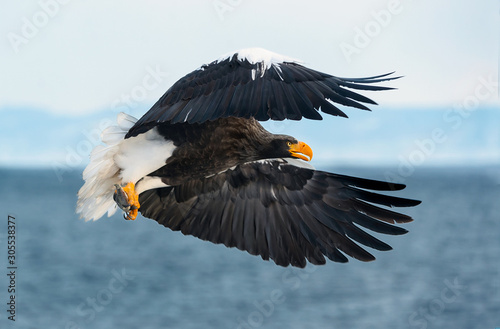 Adult Steller's sea eagle in flight. Scientific name: Haliaeetus pelagicus. Blue sky and ocean background.